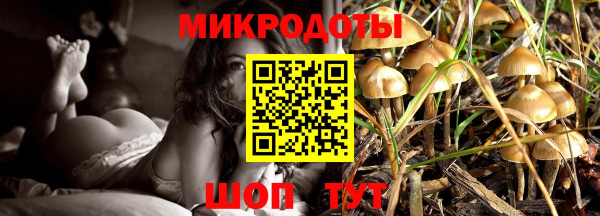 Псилоцибиновые грибы Psilocybe Санкт-Петербург